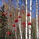 73. Осенний этюд